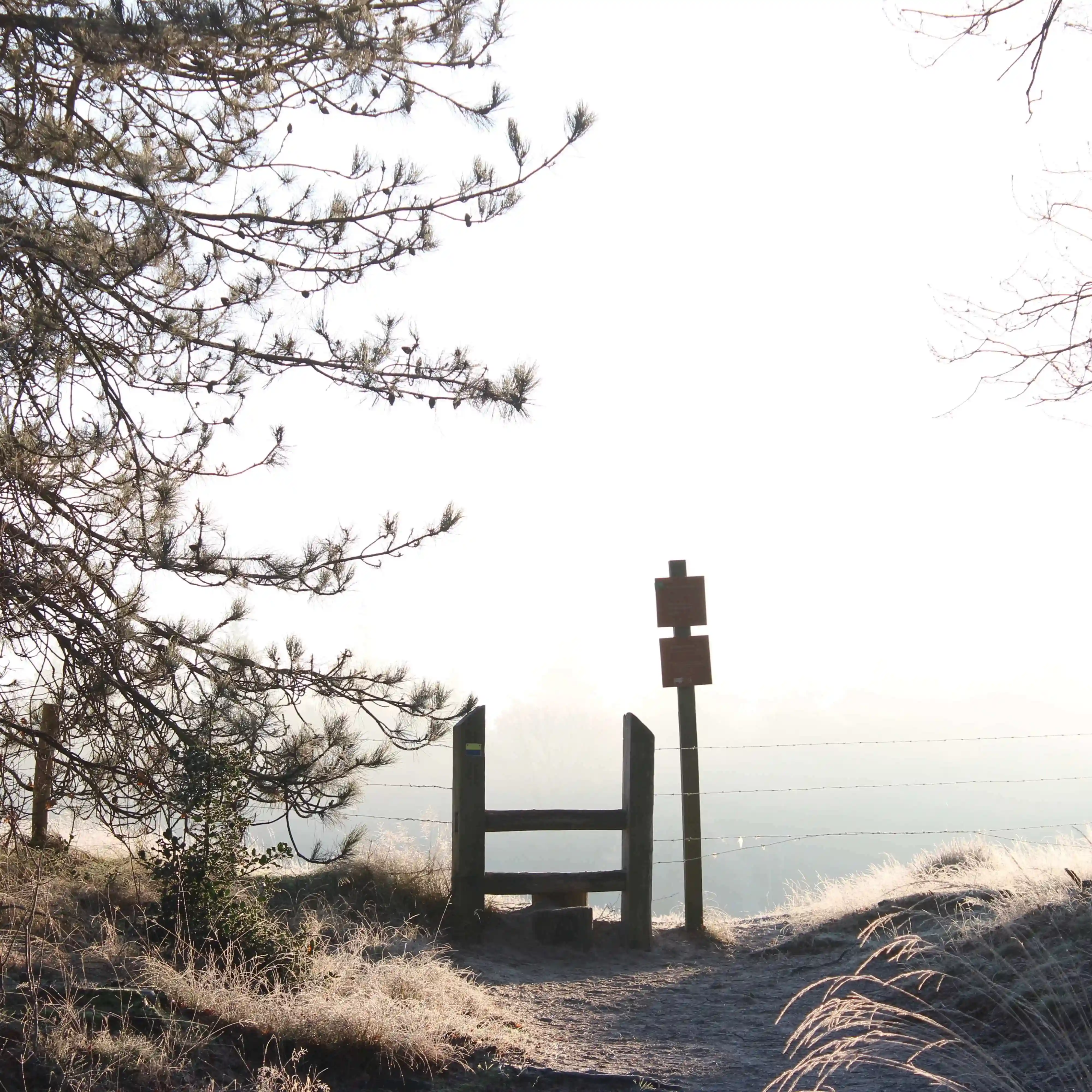 jump over the fence in misty open forest