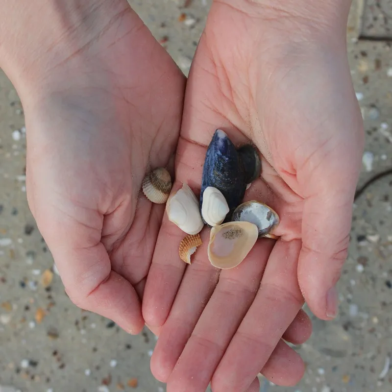 hands show beach treasures