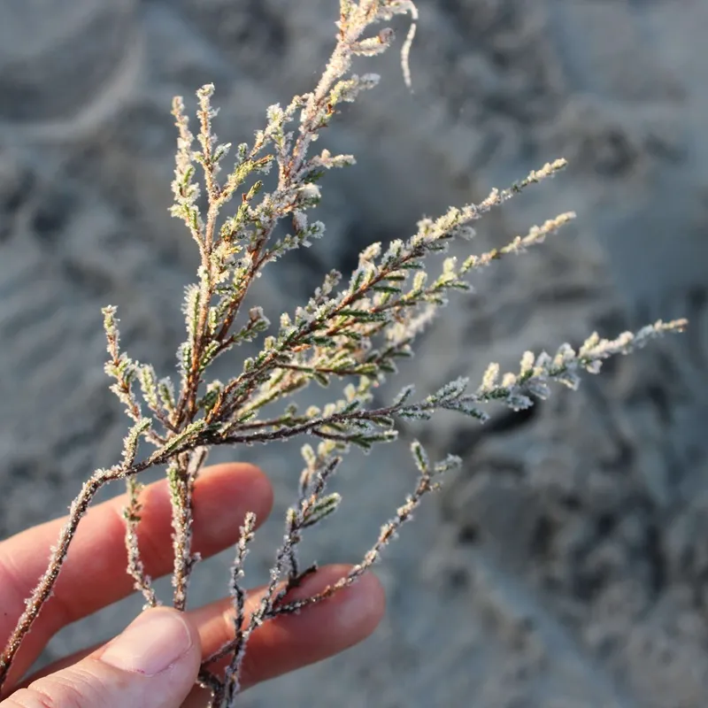 hands holding a couple of leaves with ice crystals